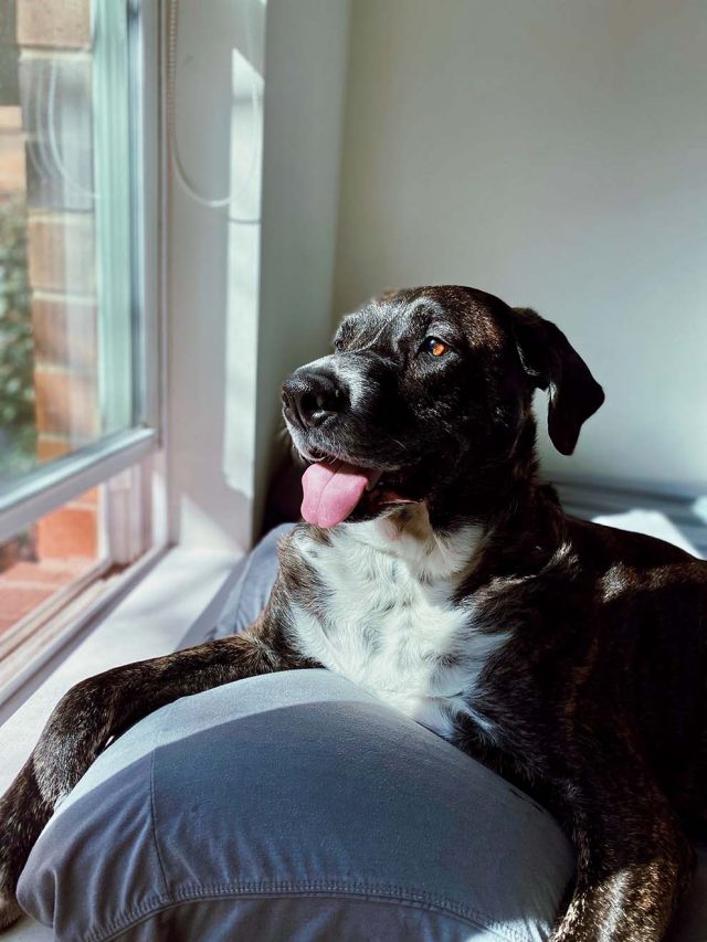 prepara-tu-apartamento-para-un-perro-con-un-trastero-tifon Prepara tu apartamento para un perrito o mascota, con la ayuda de un trastero
