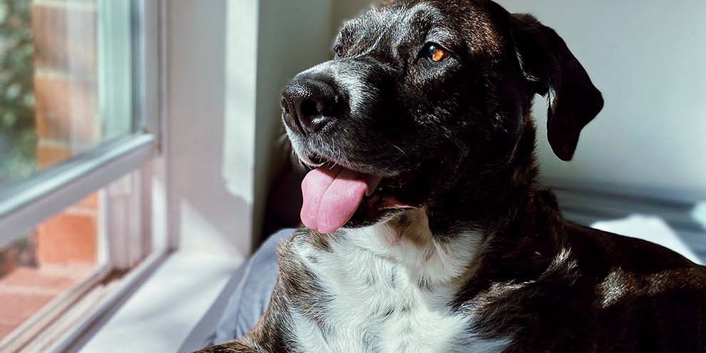 prepara-tu-apartamento-para-un-perro-con-un-trastero-tifon Prepara tu apartamento para un perrito o mascota, con la ayuda de un trastero